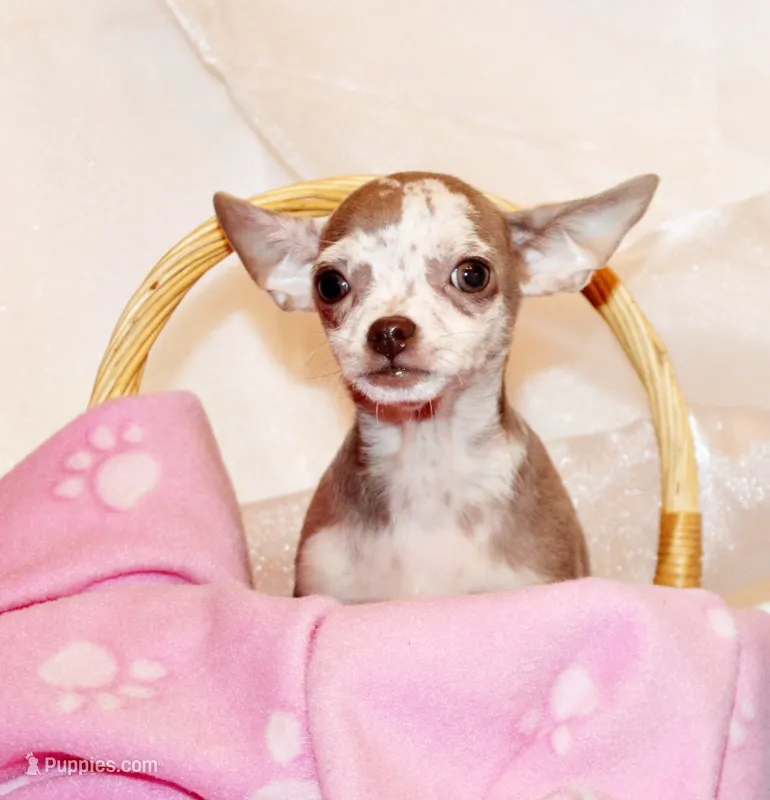 Dodi – Chihuahua puppy for sale in Charleston, AR