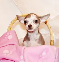 Dodi, a female Chihuahua for sale in Charleston, AR – 1 of 5