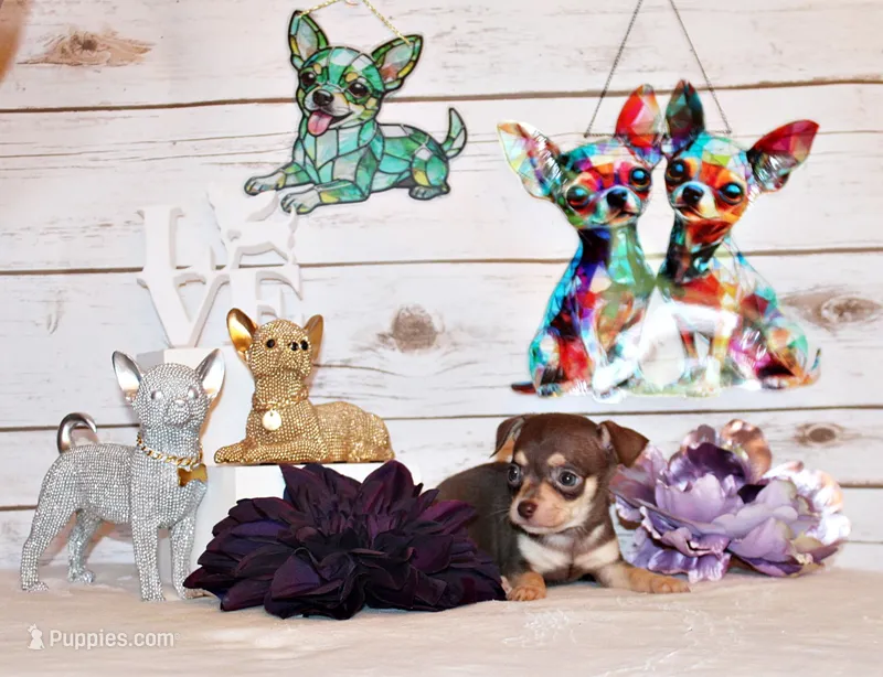 Gossett – Chihuahua puppy for sale in Charleston, AR