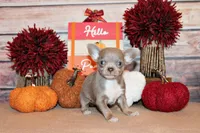 Rebel, a female Chihuahua for sale in Charleston, AR – 2 of 3