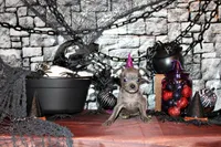 Alani, a female Chihuahua for sale in Charleston, AR – 2 of 4