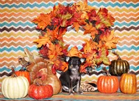 Vlad, a male Chihuahua for sale in Charleston, AR – Photo 2 of 2