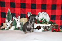 Vlad, a male Chihuahua for sale in Charleston, AR – Photo 1 of 2