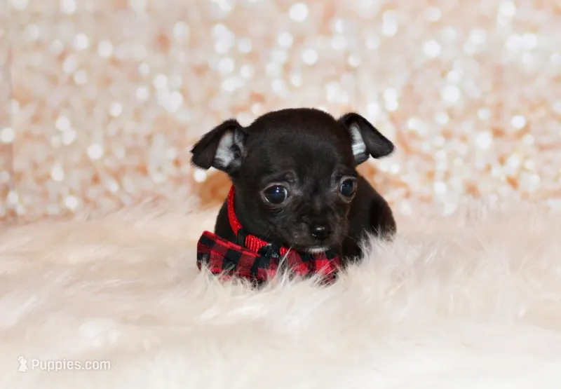 Gilley – Chihuahua puppy for sale in Charleston, AR