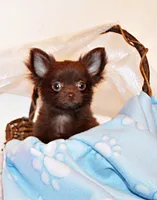 Ian, a male Chihuahua for sale in Charleston, AR – 2 of 5