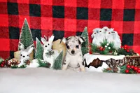 Rainbow, a female Chihuahua for sale in Charleston, AR – Photo 1 of 3