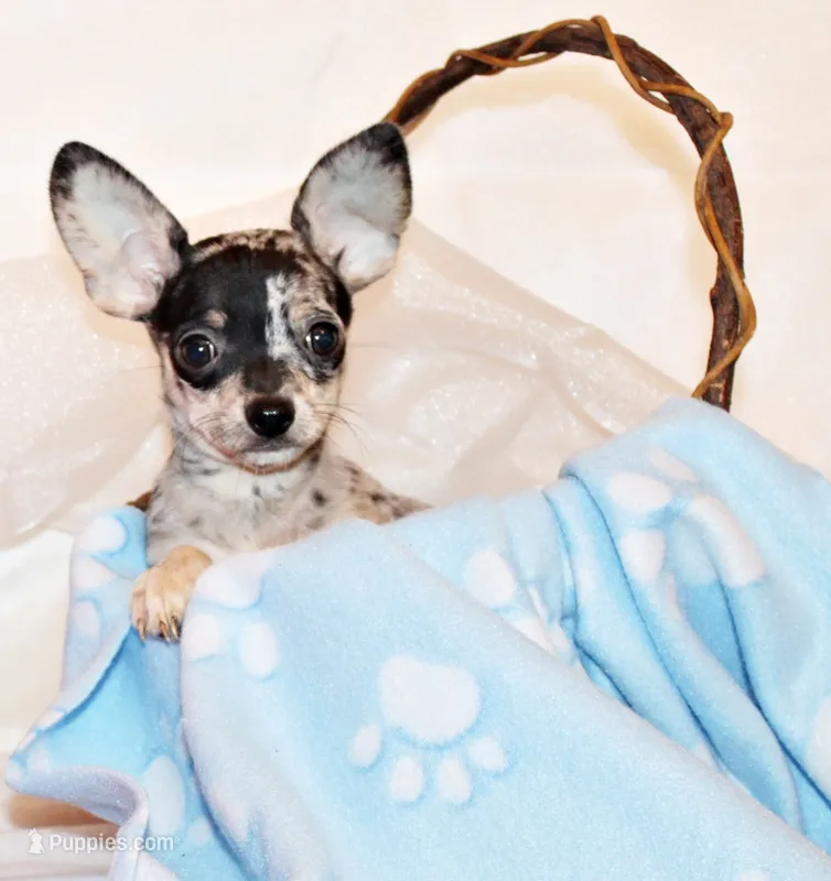 Hawk – Chihuahua puppy for sale in Charleston, AR