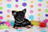 Mack, a male Chihuahua for sale in Charleston, AR – 1 of 4