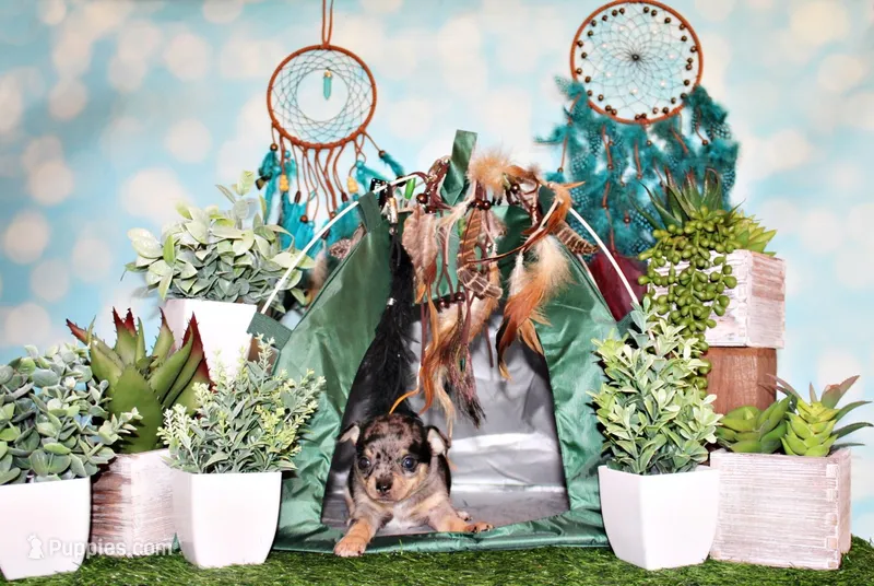 Wishes – Chihuahua puppy for sale in Charleston, AR