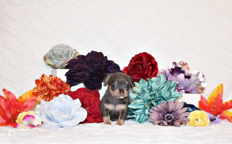 Yogi – Chihuahua puppy for sale in Charleston, AR