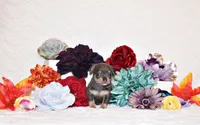 Yogi, a male Chihuahua for sale in Charleston, AR – 1 of 1