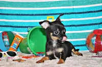 Nero, a male Chihuahua for sale in Charleston, AR – 2 of 5