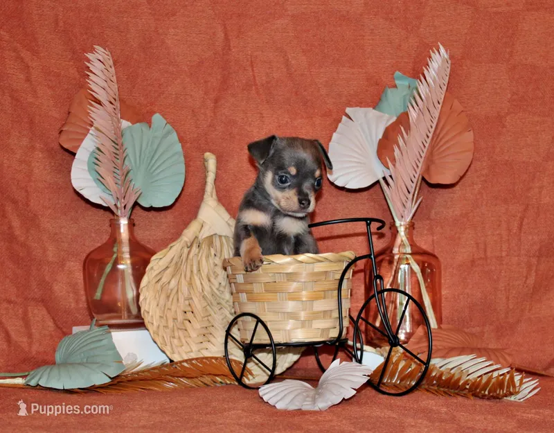 Yogi – Chihuahua puppy for sale in Charleston, AR