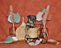 Yogi, a male Chihuahua for sale in Charleston, AR – 1 of 2