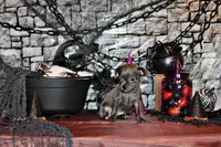 Adelynn, a female Chihuahua for sale in Charleston, AR – 2 of 4