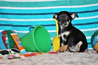 Marty, a male Chihuahua for sale in Charleston, AR – 2 of 5