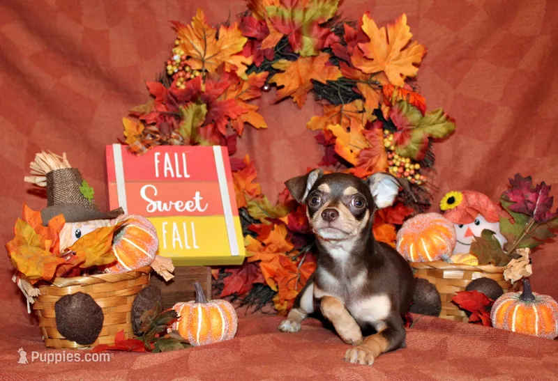 Gossett – Chihuahua puppy for sale in Charleston, AR