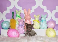 Pepin, a male Chihuahua for sale in Charleston, AR – Photo 2 of 2