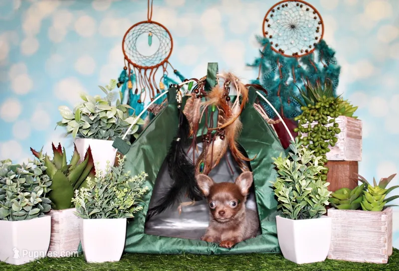 Pepin – Chihuahua puppy for sale in Charleston, AR