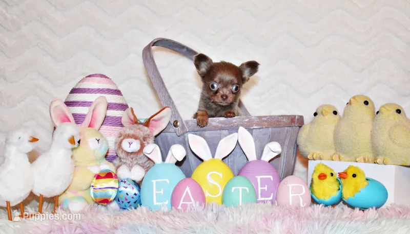 Pepin – Chihuahua puppy for sale in Charleston, AR