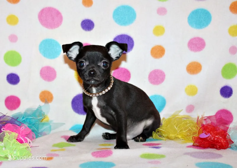 Kincaid – Chihuahua puppy for sale in Charleston, AR
