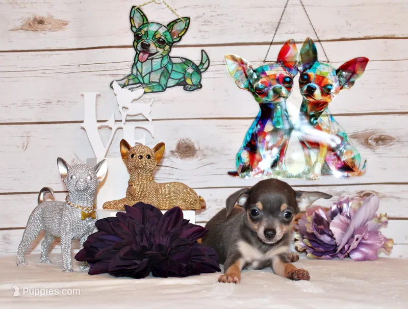 Zaire – Chihuahua puppy for sale in Charleston, AR
