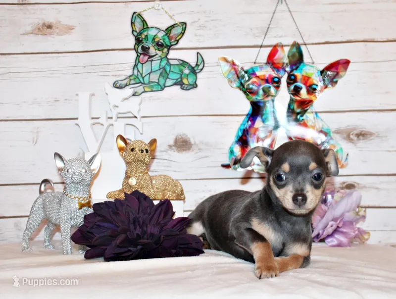 Yogi – Chihuahua puppy for sale in Charleston, AR
