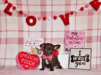 Innis, a male Chihuahua for sale in Charleston, AR – Photo 3 of 3