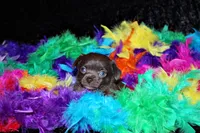 Innis, a male Chihuahua for sale in Charleston, AR – Photo 2 of 3