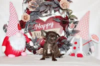 Innis, a male Chihuahua for sale in Charleston, AR – Photo 1 of 3