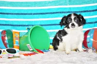 Nevan, a male Chihuahua for sale in Charleston, AR – 2 of 5