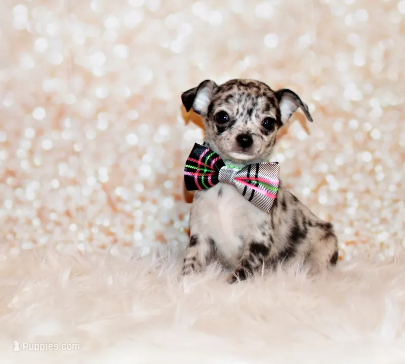 Gandolf – Chihuahua puppy for sale in Charleston, AR