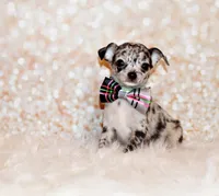 Gandolf, a male Chihuahua for sale in Charleston, AR – 2 of 4