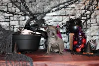 Artemis, a male Chihuahua for sale in Charleston, AR – 2 of 4