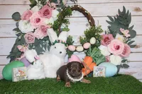 Sassy, a female Chihuahua for sale in Charleston, AR – Photo 2 of 2