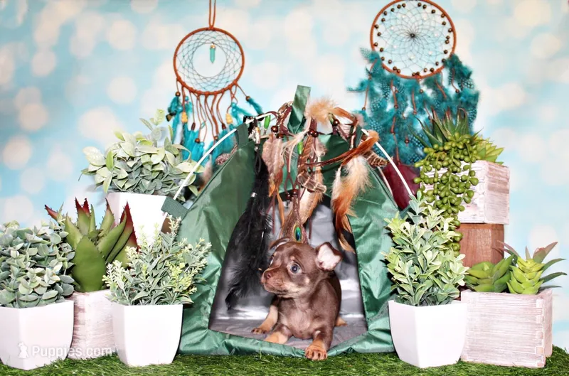 Sassy – Chihuahua puppy for sale in Charleston, AR