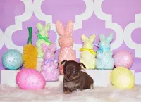 Sassy, a female Chihuahua for sale in Charleston, AR – Photo 1 of 2