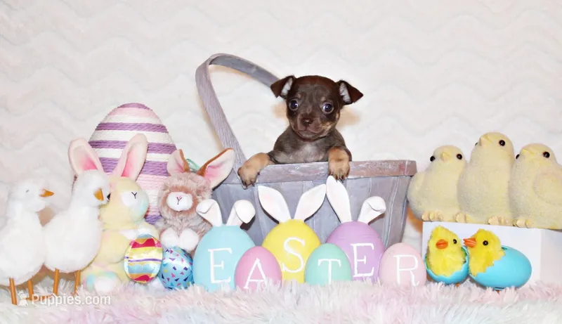 Sassy – Chihuahua puppy for sale in Charleston, AR