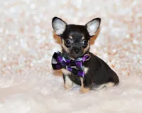 Navy, a male Chihuahua for sale in Charleston, AR – 5 of 5