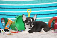 Oscar, a male Chihuahua for sale in Charleston, AR – 2 of 5