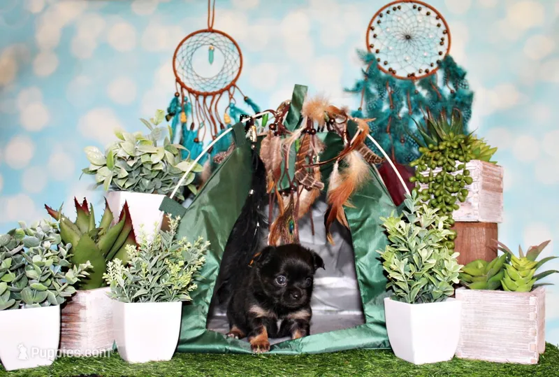 Wraya – Chihuahua puppy for sale in Charleston, AR