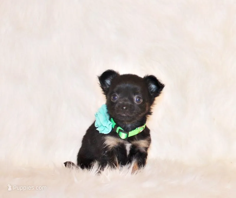 Wraya – Chihuahua puppy for sale in Charleston, AR