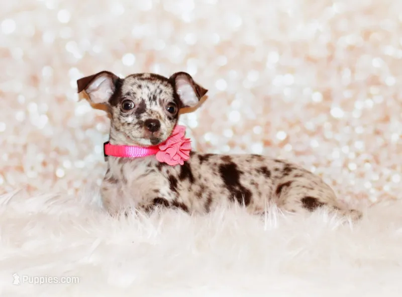 Hyacinth – Chihuahua puppy for sale in Charleston, AR