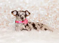 Hyacinth, a female Chihuahua for sale in Charleston, AR – 1 of 3