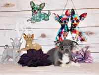 Eastwood, a male Chihuahua for sale in Charleston, AR – 1 of 4