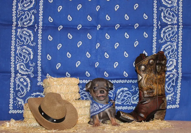 Zaire – Chihuahua puppy for sale in Charleston, AR