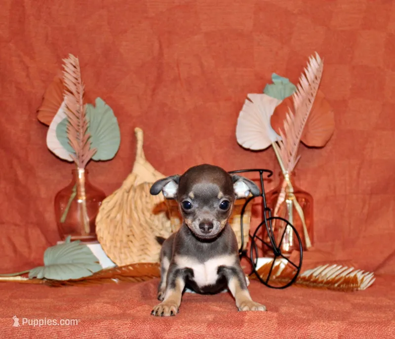 Wendall – Chihuahua puppy for sale in Charleston, AR