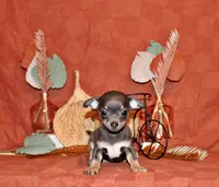 Wendall, a male Chihuahua for sale in Charleston, AR – 1 of 7