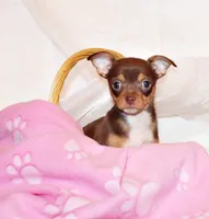 Janie, a female Chihuahua for sale in Charleston, AR – 2 of 4