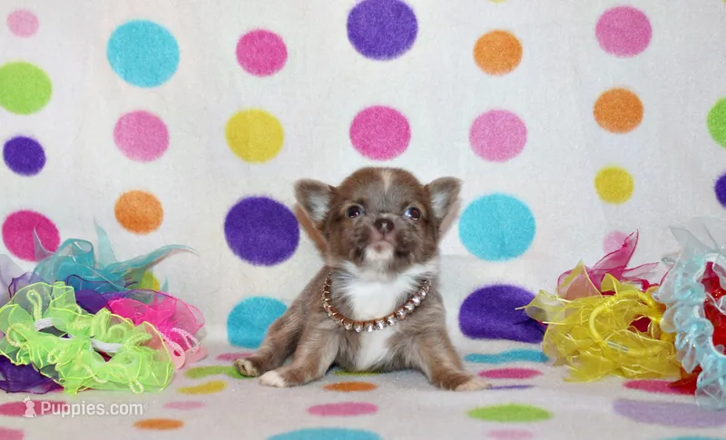 Parker – Chihuahua puppy for sale in Charleston, AR